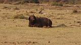 TANZANIA - Lake Manyara National Park - 55